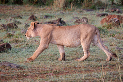 A young lion