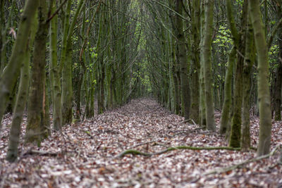 Trees growing in forest