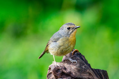 Close-up of a bird