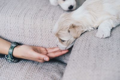 Cropped hand touching puppy on sofa