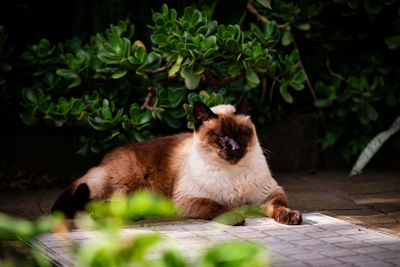 Cute siamese cat, sleepy outdoors with green vegetation, feline animals.