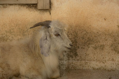 Side view of goat resting by wall