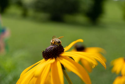 Close-up of honey bee pollinating on yellow flower