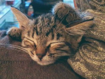 Close-up of cat sleeping