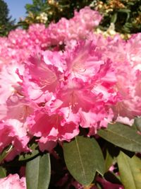 Pink flowers growing outdoors