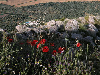 Red poppy flowers on field