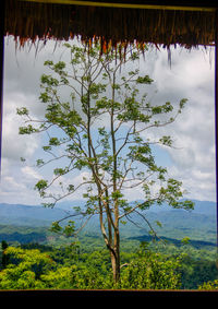 Close-up of tree against sky