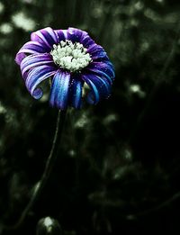 Close-up of purple flower