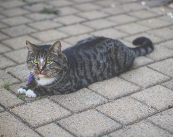 High angle view portrait of tabby cat on footpath