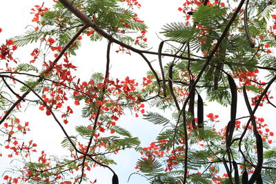 Low angle view of red flowering tree against sky