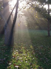 Trees in forest