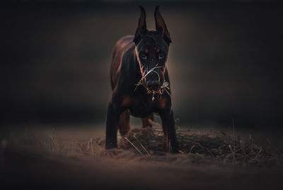 Portrait of dog running on field