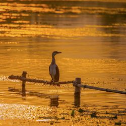 Seagull perching on a lake