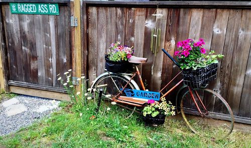 Potted plants on bicycle