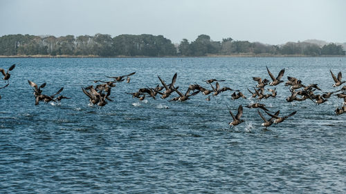 Birds flying over lake against sky