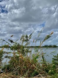 Plants growing on land against sky