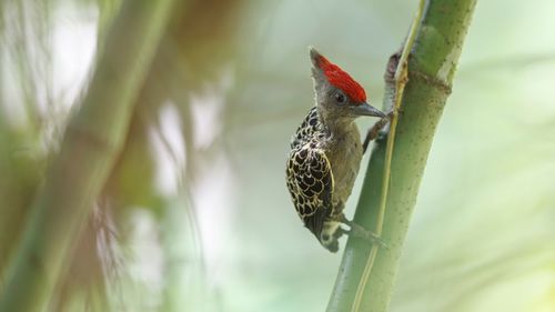 Close-up of bird perching on tree