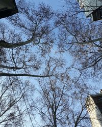 Low angle view of cherry tree against sky