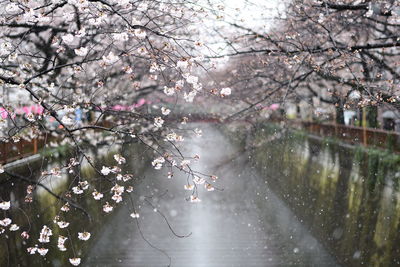 Apple blossoms in spring