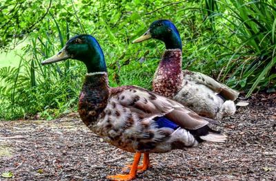 Ducks on riverbank