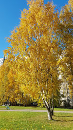 Trees in park during autumn