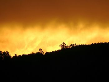 Silhouette of trees at sunset