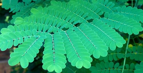 Close-up of green leaves