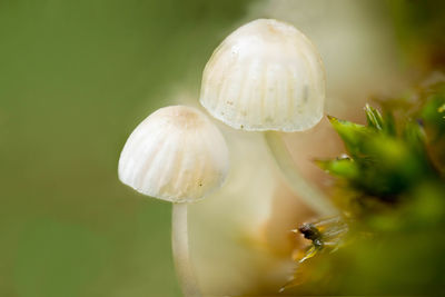 White parasitic mushrooms on mossy tree trunk in the woods