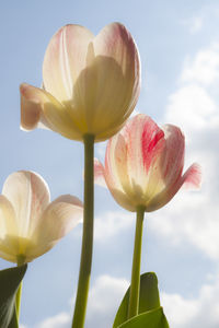 Close-up of tulip lily against sky