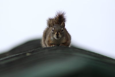 Portrait of squirrel on tree against sky