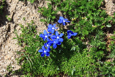 High angle view of purple flowers blooming outdoors