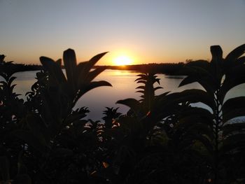 Silhouette plants against romantic sky at sunset