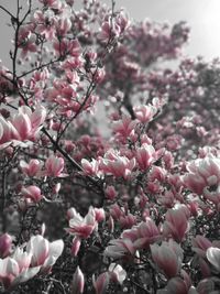 Close-up of pink cherry blossoms in spring