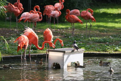 Flamingos in lake