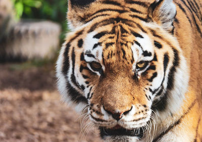 Close-up portrait of a tiger