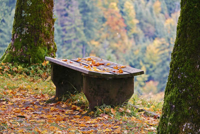 Close-up of tree trunk in forest during autumn