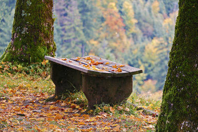 Close-up of tree trunk in forest during autumn