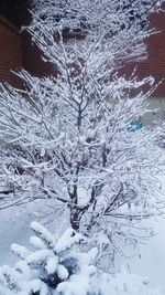 Snow covered trees