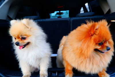 High angle view of dogs sitting in car