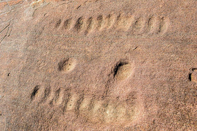 soil