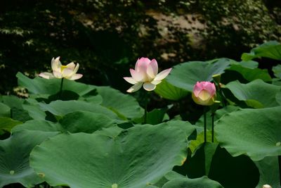 Close-up of flowers blooming outdoors