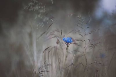 Close-up of flower blooming outdoors