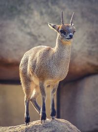 Close-up of giraffe against sky