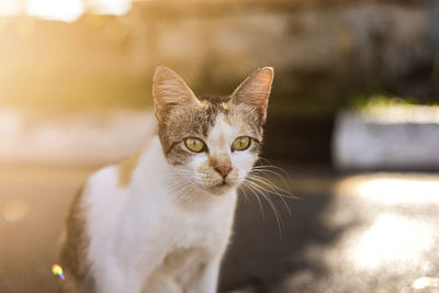 Close-up portrait of cat by outdoors