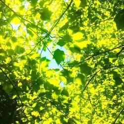 Low angle view of trees