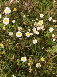 Close-up of yellow flowers blooming on field