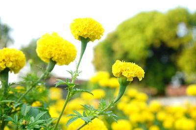 Close-up of yellow marigold flowers