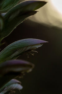 Close-up of purple flowering plant