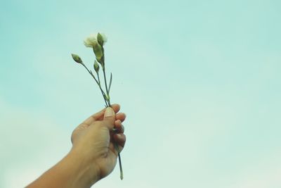 Close-up of hand holding plant