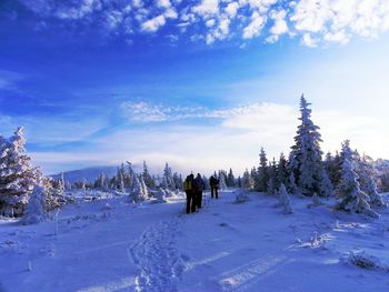 Trees on snow covered field against sky